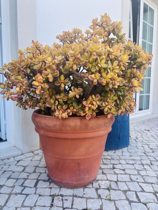 Planta suculenta grande (Árvore do Jade) em vaso de terracota 55cm