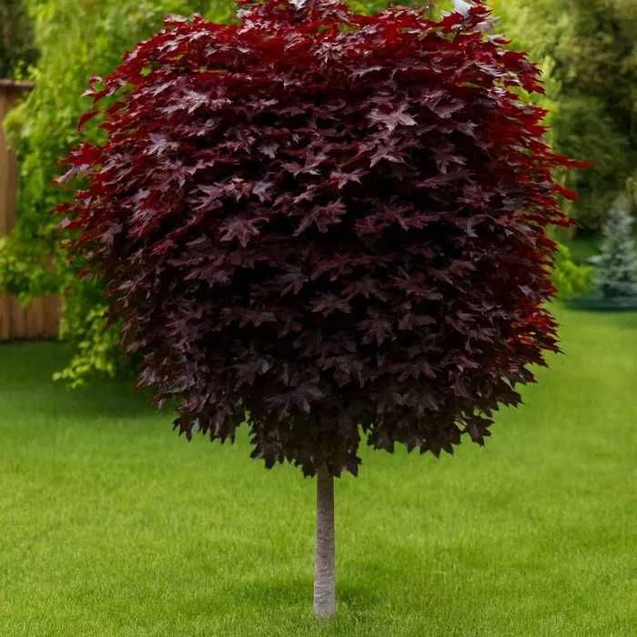 Клен червонолистий на штамбі, Верба з рожевими котиками на штамбі, Квітучий мигдаль на штамбі..