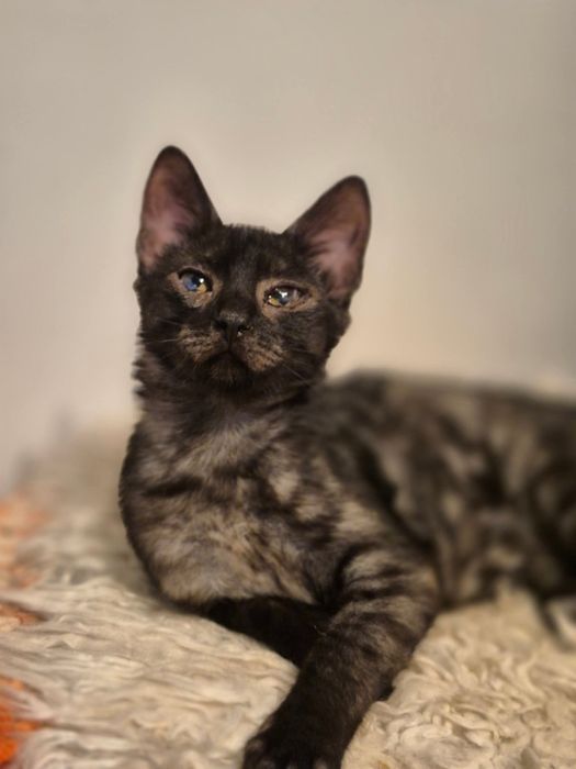 Co w Trawce piszczy? Kiedyś strach, teraz radość