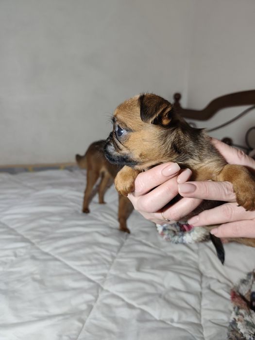 Продаются щенки брабансон  три суки и один кабель