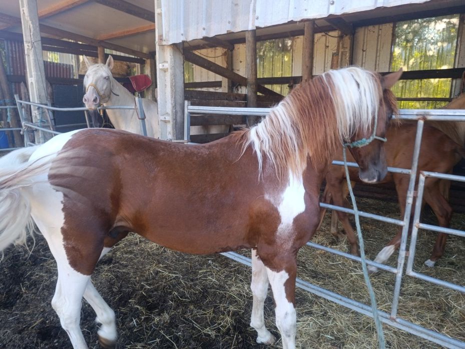 Para venda potro cruzado lusitano