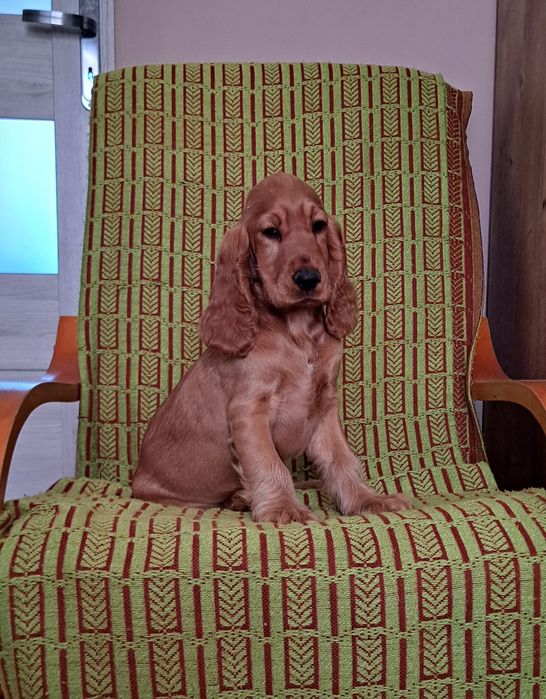 Cocker Spaniel angielski Suczka