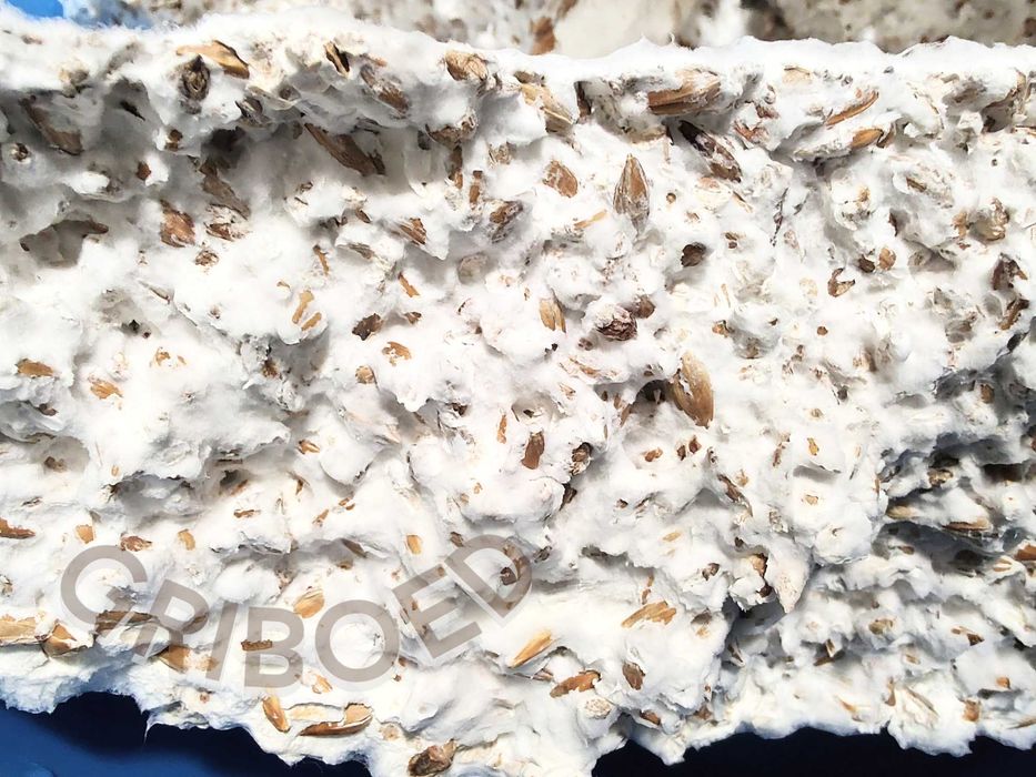 500 грамм. Ежевик гребенчатый - мицелий. Сухой и перемолотый.