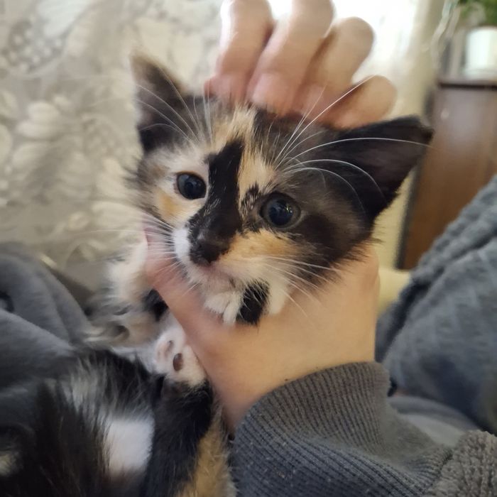 Котята трехцветные