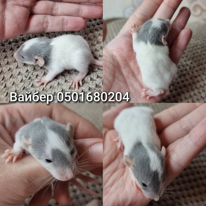 Крысята Дамбо шапочные доставка