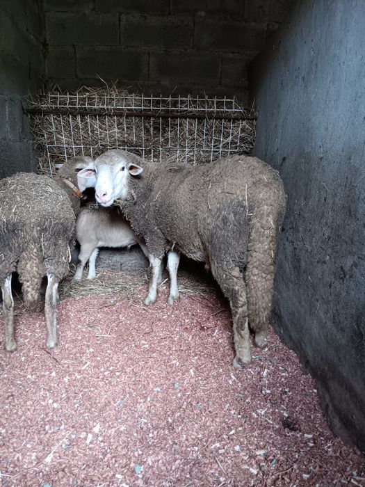 Ovelhas de boa qualidade