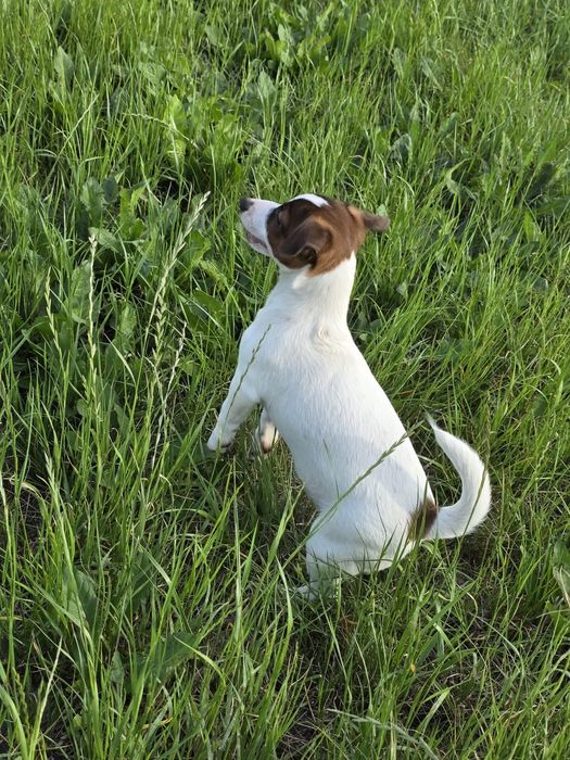 Jack Russell Terrier- suczka