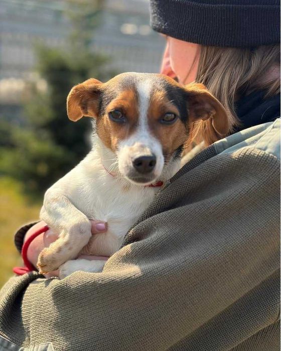Jack Russell Terrier piesek schronisko Bełchatów -aktualne