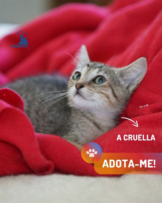 ninhada de gatinhos
