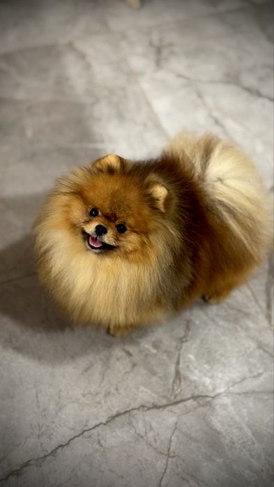 Szpic miniaturowy pomeranian FCi