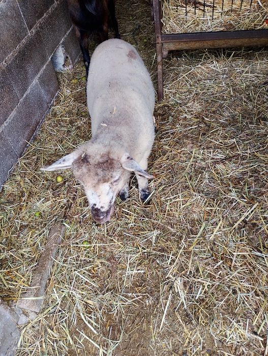 Vendo borrego 3 meses