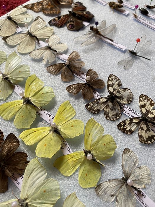 Поодам комах, метеликів, жуків