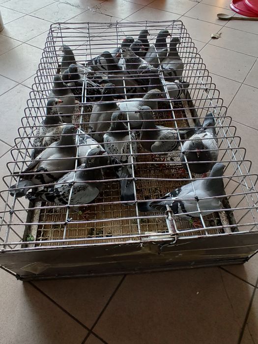 Likwidacja rozpłodu gołębie pocztowe