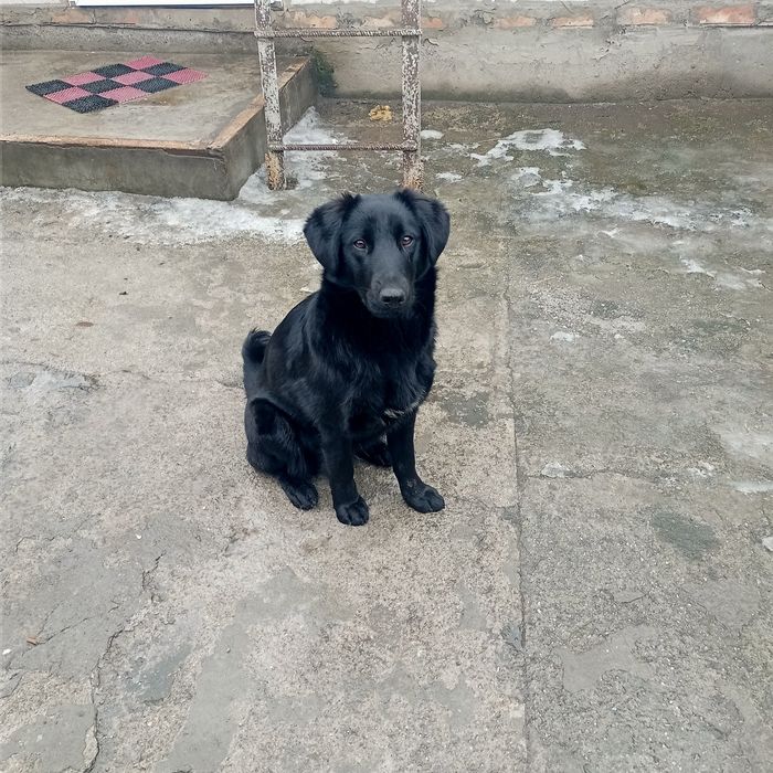 Терміново віддамо Лайму