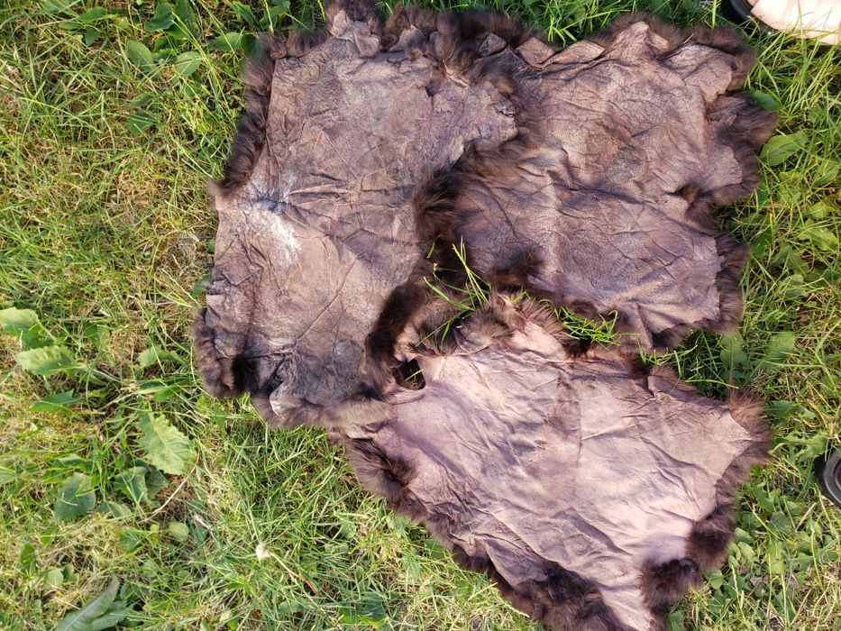 Кролячі шкурки 3шт