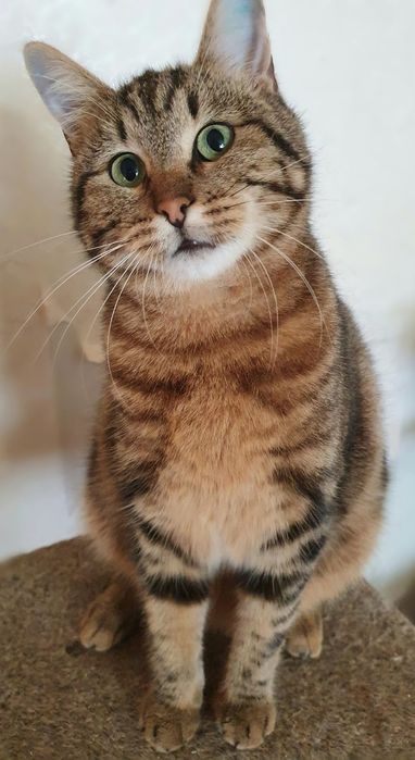 Отдам даром в добрые руки зеленоглазую полосатую кошечку