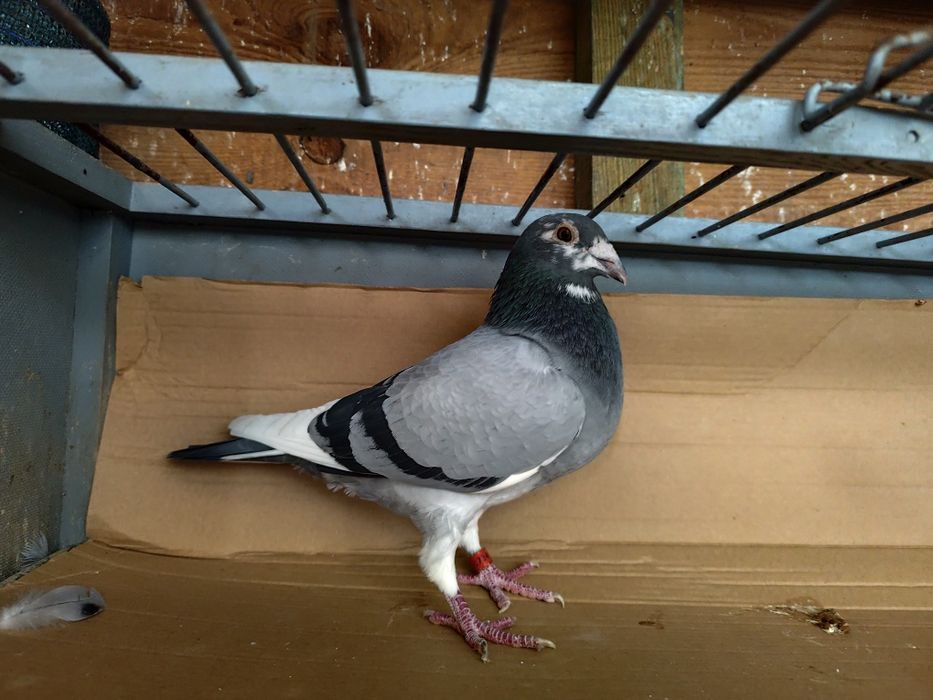 Gołębie pocztowe oryg.Patulski i Bieryt