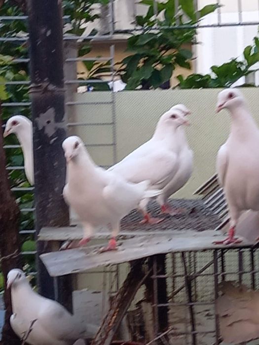 Pombos correios brancos para eventos ,etc