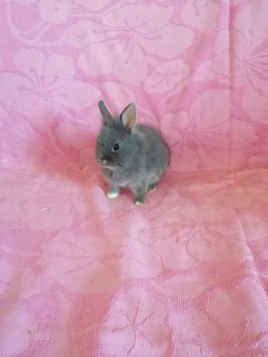 Króliczek miniaturka karzełek