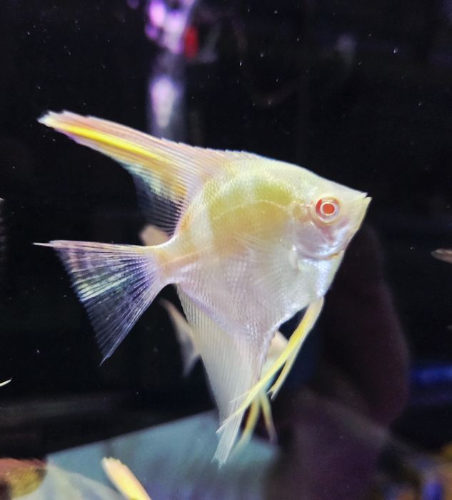 Skalar Dantum albino