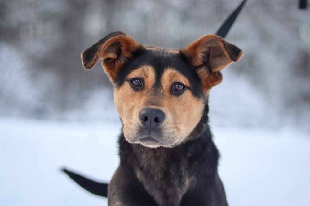 Młody Żwirek czeka na dom  / do adopcji