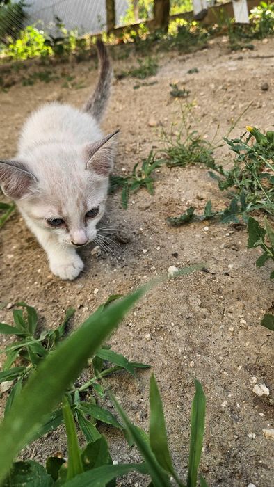 Doam-se Gatinhos de 2 meses
