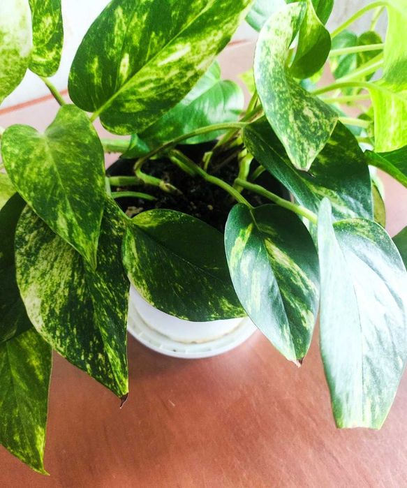 Filodendron pnący Epipremnum ‘Hicolor’ zwane również ‘Golden Queen’
