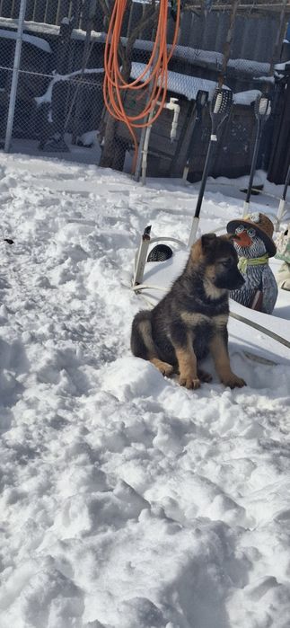 Продам цуценят німецької вівчарки