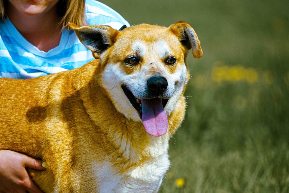 Aran - piękny pies szuka domu