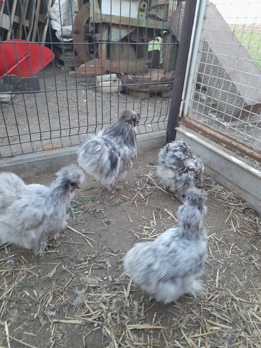 Jaja lęgowe Silki
