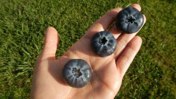 Mirtilo fruto GIGANTE - Promoção - Aproveite já