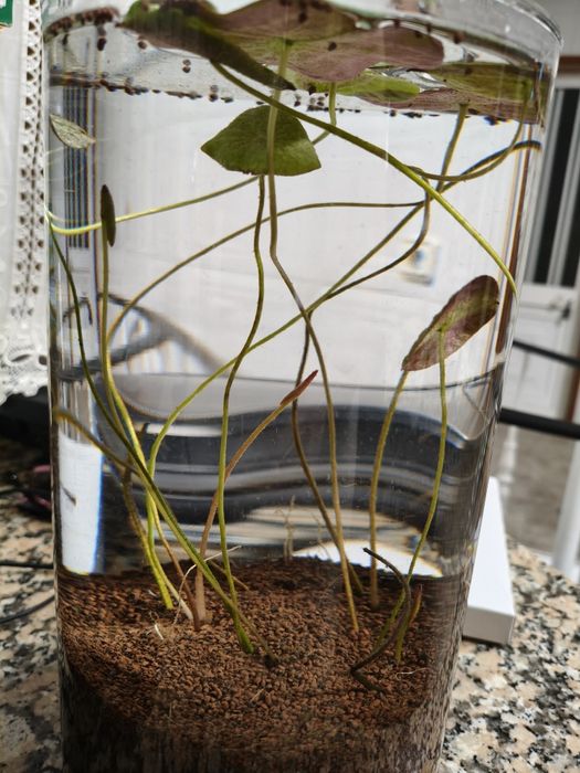 Plantas aquáticas jovens