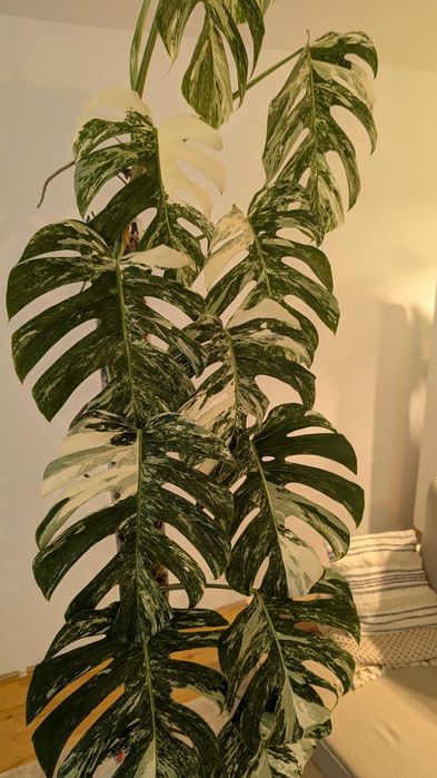 Monstera Variegata 160cm na paliku z mchu