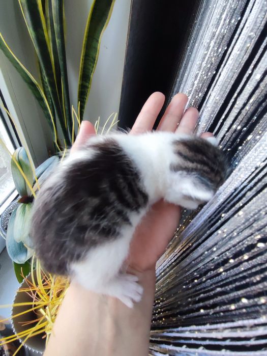 Кошенятко дівчинка.