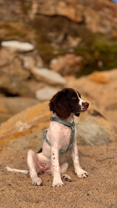 english springer spaniel Lop para reserva