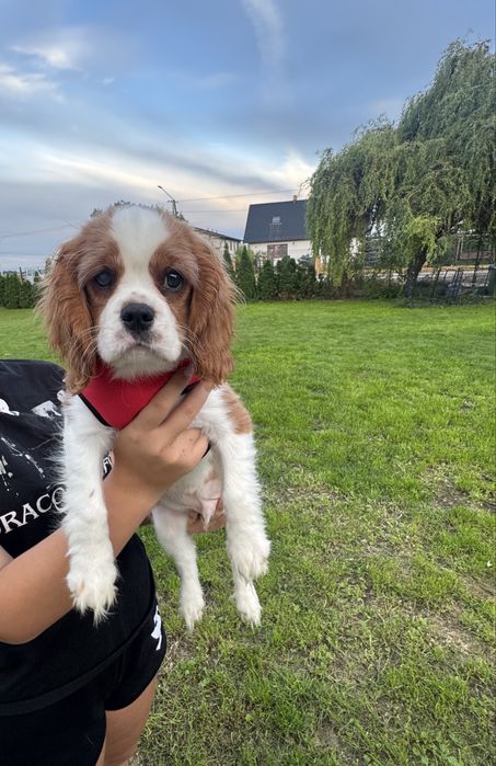 Cavalier King Charles Spaniel