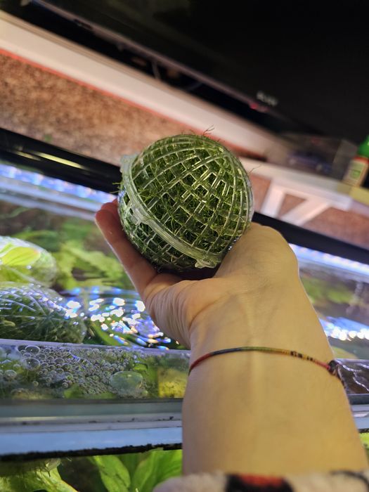 Bola de musgo para aquario ou lago