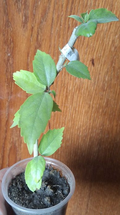 Гібіскус "El Capitolio Tequila Sunrise" кімнатний голандський