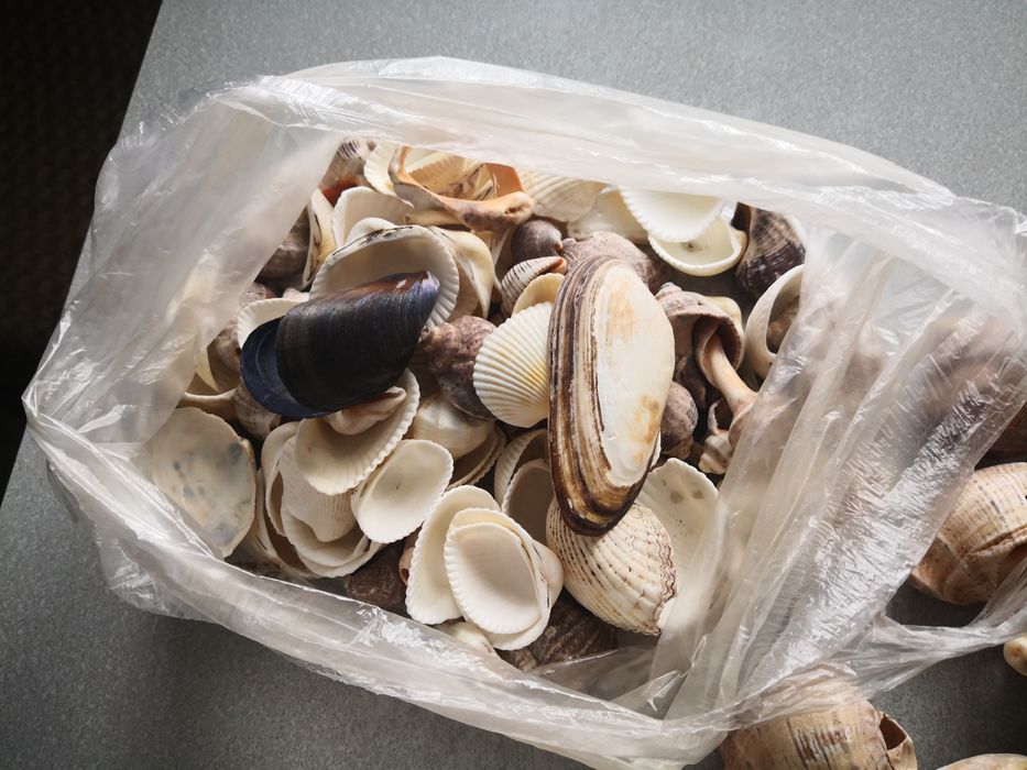 Muszle, muszelki morskie