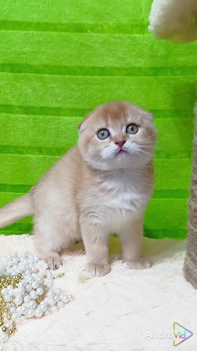 Кукольная вислоухая девочка золотая шиншилла