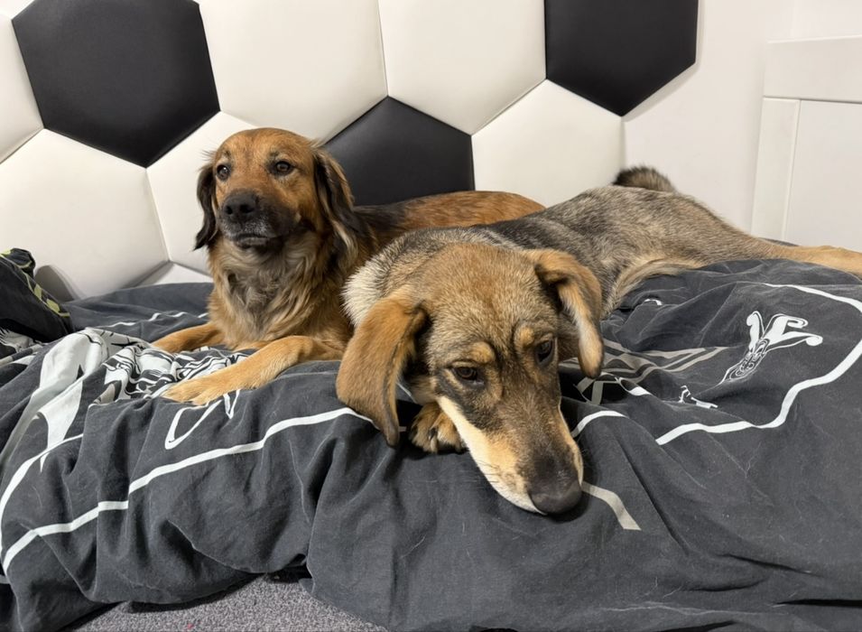 Petsitter opieka na psem Chodzież