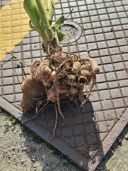 Rizomas batata yacon