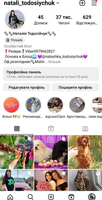 Довгошерстна дівчинка таксуля поки бронь