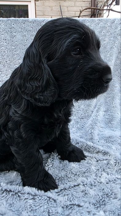 Chlopiec cocker spaniel angielski