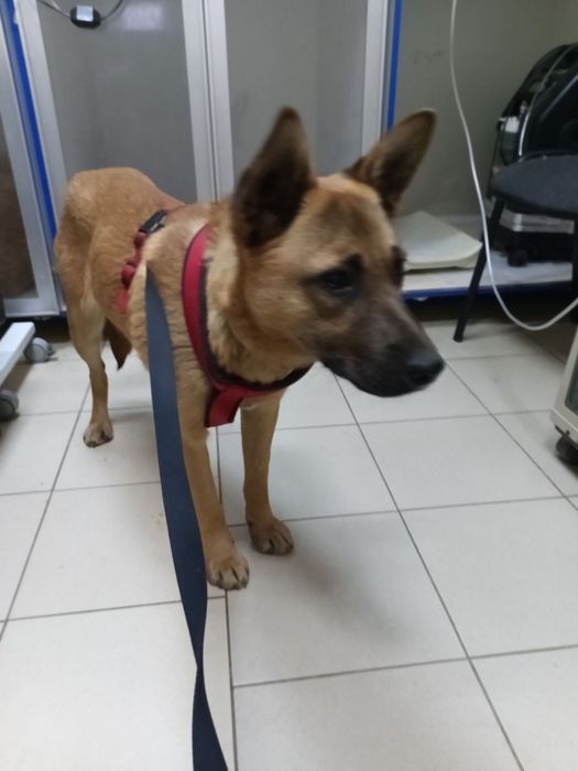 Собаці вкрай ТЕРМІНОВО потрібна родина!