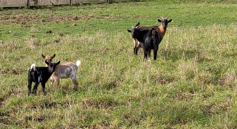 Vendo cabras pequenas.     NÃO SÃO ANAS