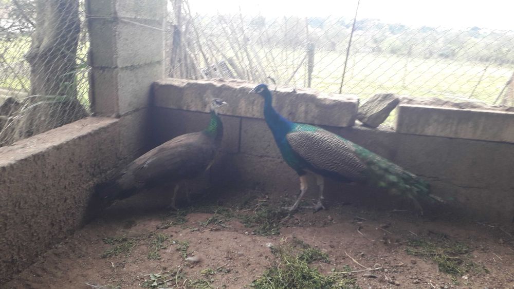Vende-se Casal de Pavões