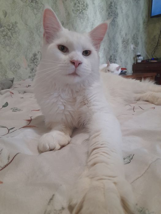 Мейн-кун белый солид, кот.