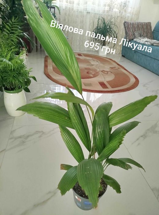 Кімнатні рослини