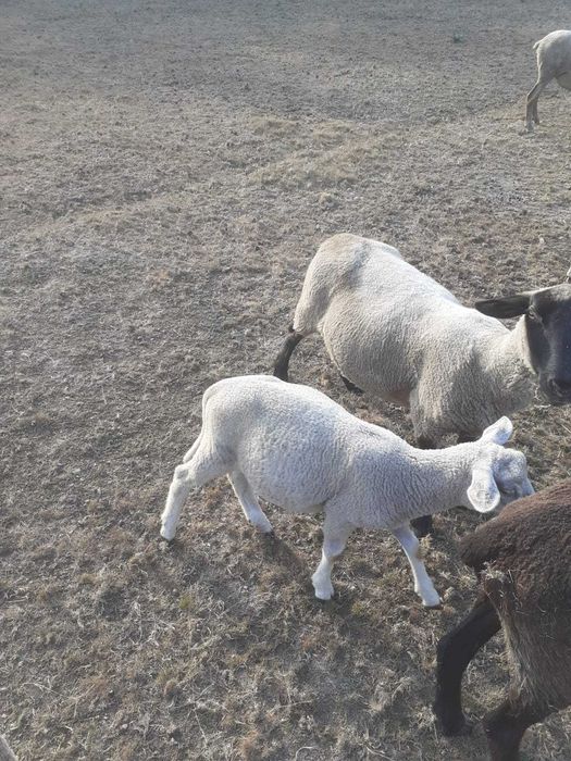Vendo Borrega Charolesa